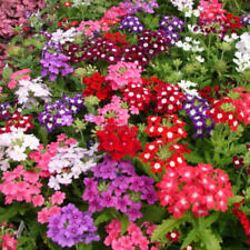 Verbena compacta mix for sale  Sevierville