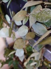 Hoya kroniana silver d'occasion  La Seyne-sur-Mer