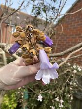 Paulownia tomentosa empress for sale  LITTLEHAMPTON