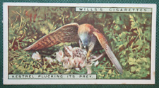 Kestrel plucking prey for sale  DERBY