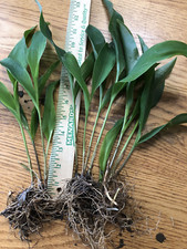 Lily valley convallaria for sale  Stuart