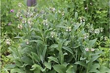 Blocking comfrey root for sale  PETERBOROUGH