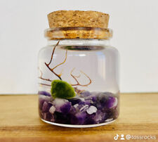 Moss ball terrarium for sale  Worcester