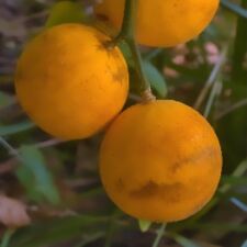 Live plants hardy for sale  Deville