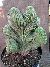Polaskia chichipe cristata for sale  Mira Loma