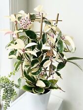 Hoya carnosa krimson for sale  SOUTHAMPTON