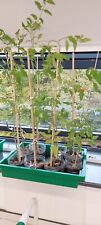 Cherry tomato plants for sale  LONDON