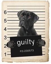 Cane corso mugshot for sale  Pottstown