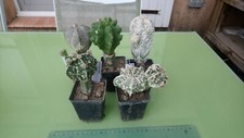Astrophytum myriostigma hybrid d'occasion  Sorgues