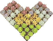 Live succulents plants for sale  Denver