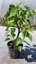 Bonsai birkenbaum sandbirke gebraucht kaufen  Solingen