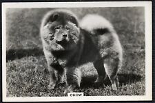 Chow chow senior for sale  COLEFORD