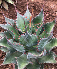 Agave shawpot starter for sale  Tucson