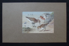 Vintage print dunlin for sale  HAYLING ISLAND
