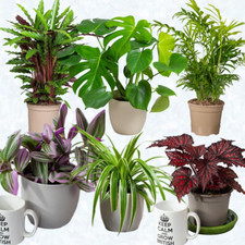 House plants indoor for sale  BELVEDERE