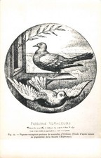 Rppc 1950 pigeons d'occasion  Expédié en Belgium