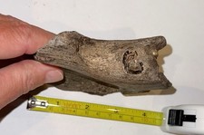 Pleistocene fossil tapir for sale  Rosenberg