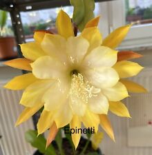 Epiphyllum blattkakteen blattk gebraucht kaufen  Wolmirstedt