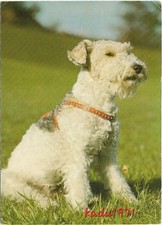 472 drahthaar foxterrier gebraucht kaufen  Perleberg