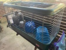 Extra large guinea for sale  Bryant
