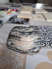 Mammutzahn kauleiste fossilien gebraucht kaufen  Xanten