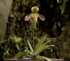 Paphiopedilum dalatense orchid for sale  Wylie