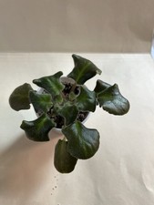 Seafoam african violet for sale  Walton