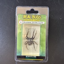 Real bugs resin for sale Real bugs resin for sale  Denver
