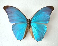 Morpho amathonte male gebraucht kaufen  Elsoff, Rehe, Oberroßbach