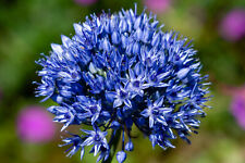 10x allium azureum for sale  CRAWLEY