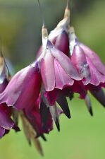 Dierama blackbird for sale  BIDEFORD