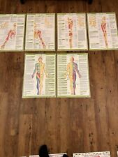 X11 educational anatomical for sale  ASHINGTON