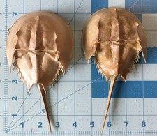 Horseshoe crabs hand for sale  Fort Myers