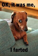  Ímã de geladeira Dachshund 2 1/2x 3 1/2 " comprar usado  Enviando para Brazil