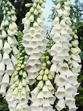 Alba white foxglove for sale  FERRYHILL