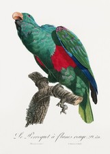Eclectus parrot eclectus for sale  USA