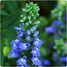 Lobelia siphiltica blue for sale  LINCOLN
