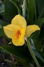 Canna bulbs yellow for sale  Marion