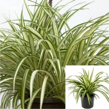 Cutting spider variegated for sale  Modesto