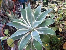 Agave attenuata ray gebraucht kaufen  Markkleeberg