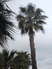 Palma washingtonia esemplare usato  Torchiarolo