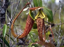 Nepenthes rafflesiana pianta usato  Italia