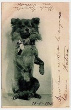 Cane volpino cartolina usato  Bari