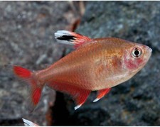 Candy cane tetra for sale  Flower Mound