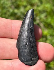 ENORME Fóssil Prognathodon Mosasaur Dente Carolina do Norte Dente de Dinossauro Peedee Fm comprar usado  Enviando para Brazil