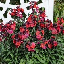 Erysimum red jep for sale  UK