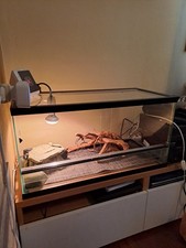 Terrario per rettili usato  Torre di Mosto