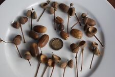 Eichelhütchen eichelkörbchen gebraucht kaufen  Warthausen