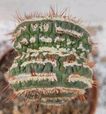 Notocactus werdermannianus cri usato  Lecce