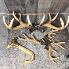 Decorative antler deer for sale  Hemet